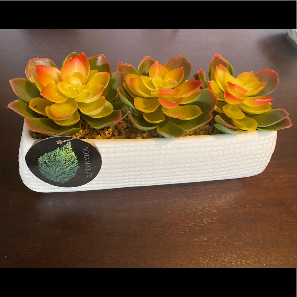 Assorted Succulents